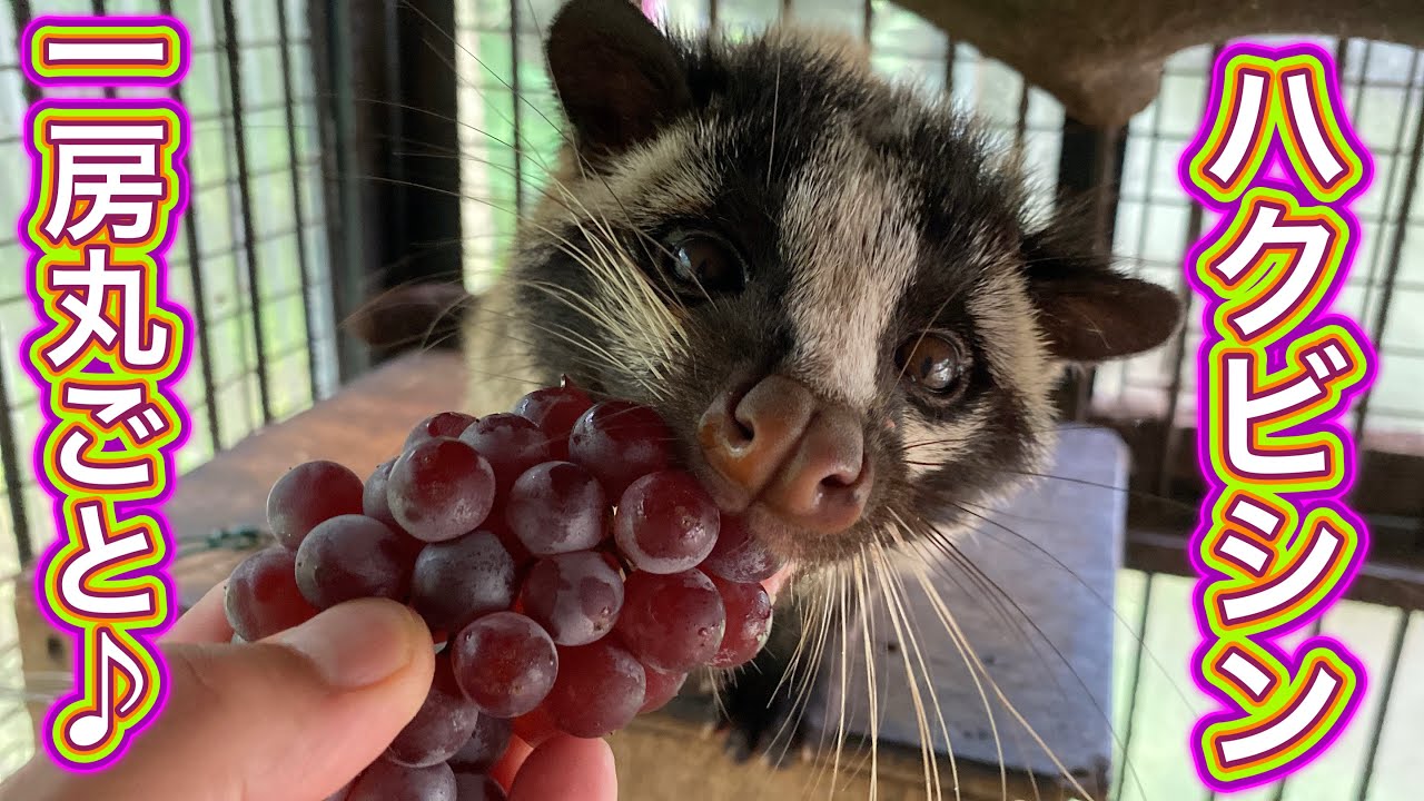 ハクビシンに小さなぶどうデラウェアを一房丸ごと与えたら・・・少し苦戦する姿がありました♪
