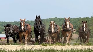 Synchronized Amish Horses