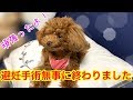 【避妊手術頑張りました!】当日~術後2日目朝までの様子です「トイプードルのコロン」