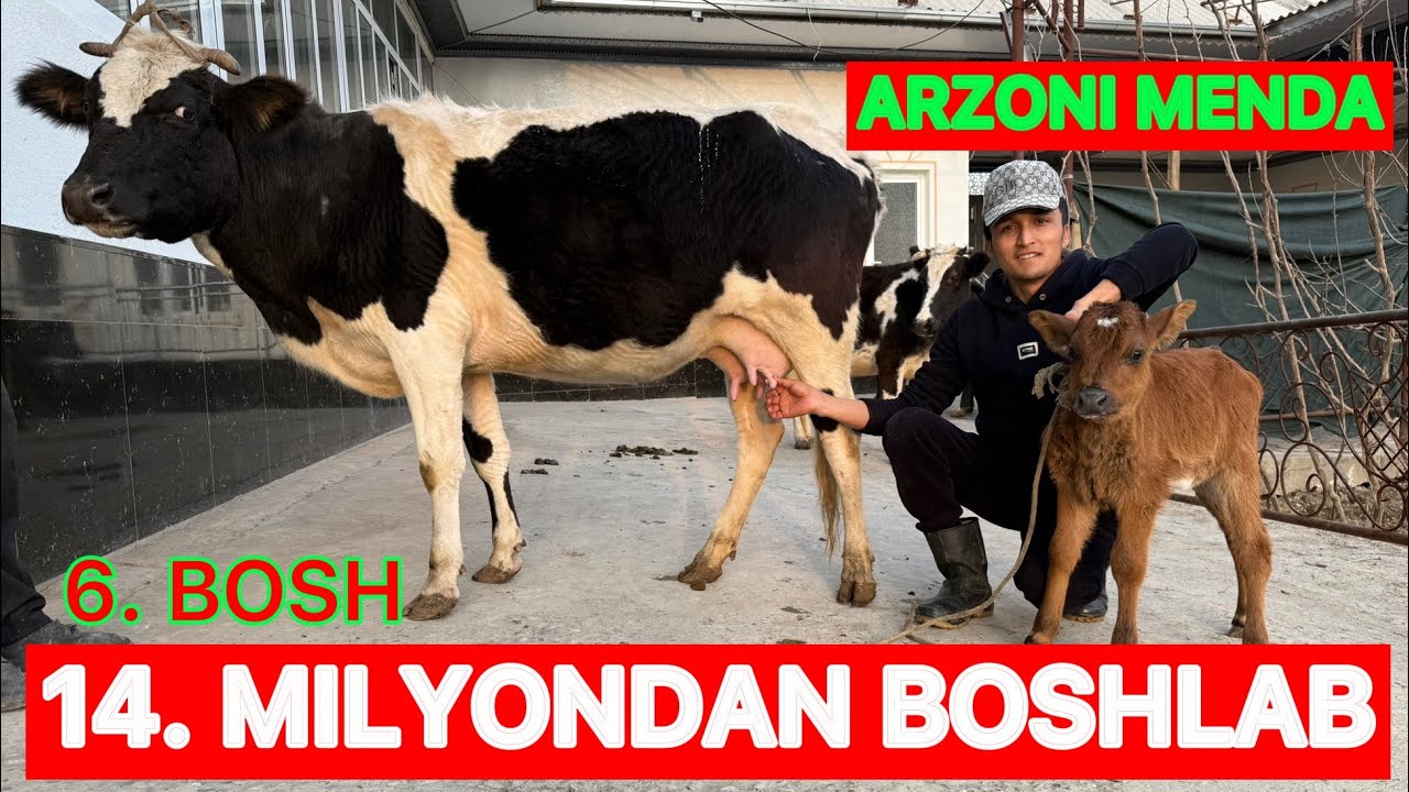 ‼️ARZONCHiDAN ARZON SIGIRLAR🛑14. MILYONDAN BOSHLAB