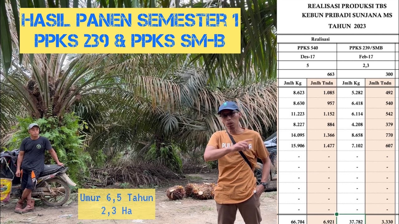 Panen Sawit PPKS 239 & SM-B Umur 6,5 Tahun || Hasil Juli Ke-2 = 3358 Kg/2,3 Ha/2 Minggu BJR 12,7 Kg