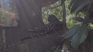 leopard exhibit San Diego zoo in vr