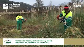 LIFE Stop Cortaderia y la Red Cántabra de Desarrollo Rural colaboran contra el plumero en Prases