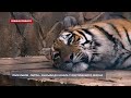 Парк львов «Тайган» закрыли до начала туристического сезона