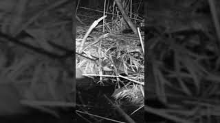 Sydnie Wells Traps a Bandit, Catch on Video! Wealth