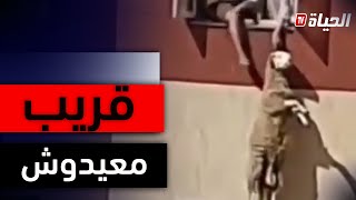 شاهد ...😱😱 كبش يحاول الهرب ويقفز من الطابق الخامس 😮