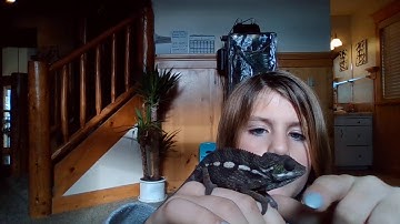 5 Signs Of Stress Of A Chameleon