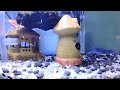 My fish tank is used for nursering #prawns #vietnam #tômcàngxanh #vungtaungaynay #fishtank