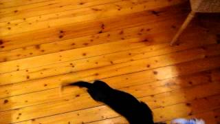 Jack Russell- Pointer- Mix Puppy Emma Chases My Mop