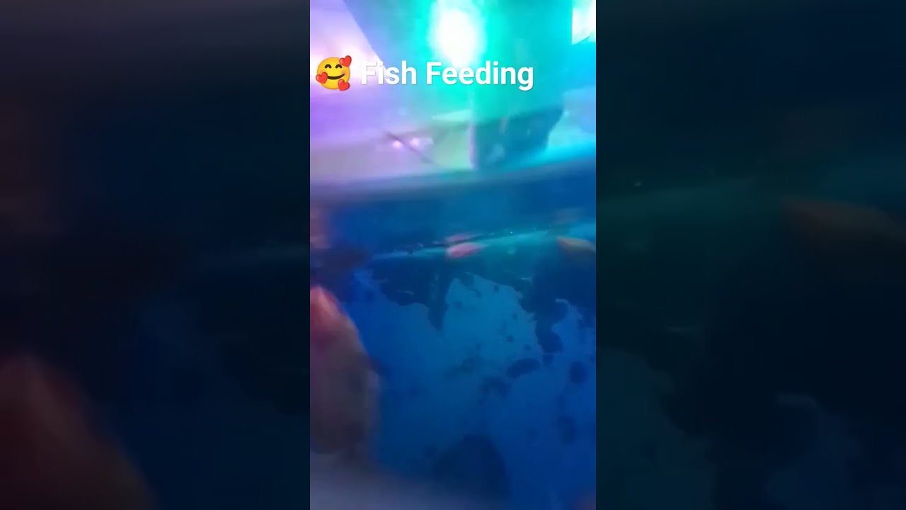 🥰Feeding For Fish 🙂