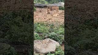 🦌🦌" protect wildlife, preserve life".😊🦌#youtubeshorts #travel #shortsfeed #nature #shortsfeed