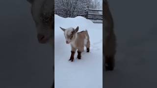 Bu dondurma bir harika dostum! 🍦🐐#BabyGoat#SevimliDostlar#Oğlak