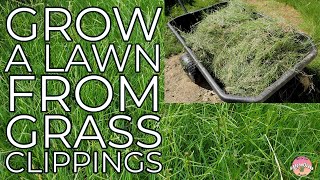 Bermuda Grass Lawn via Sprigs
