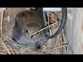 Sparrow hatching eggs | incubator for chicken eggs