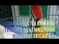 Suara Kicauan Pelatuk Bawang Buat Masteran Burung Berkicau Mp3 - Mp4 Download