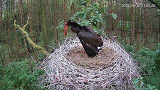 Lódz, PL 2023_06_16 ATTENTION !!!! Goshawk knocks Chicks out of Nest