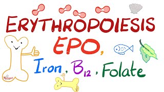 Erythropoiesis, EPO, Iron, Vitamin B12 and Folate | Physiology Series