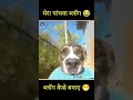 Animals comedy short vlog kaisa banaya #shorts #comedy