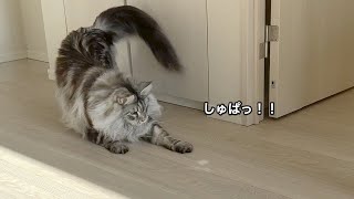 反射した光で大興奮な猫がとっても可愛い【大きい猫 メインクーン】