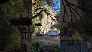 Darwin And The Oak Tree. Iowa Hill Hill