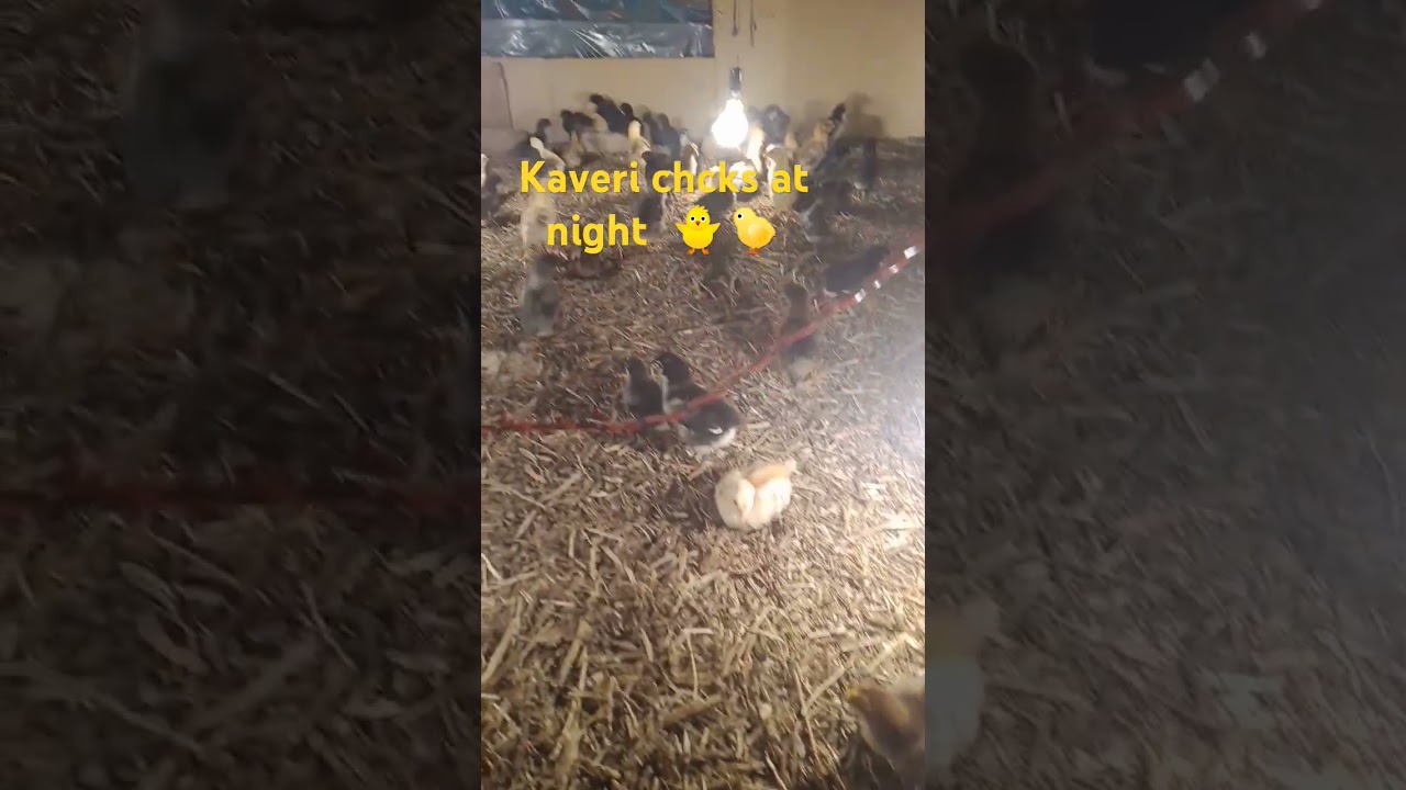 kaveri chicks at night 🐤🐥 