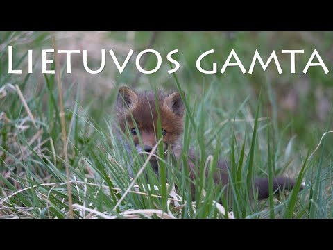 Lietuvos gamta  2020 4K (Nature of Lithuania)
