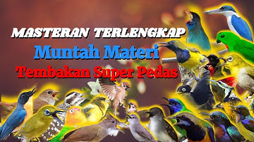 MASTERAN TERLENGKAP DENGAN TEMBAKAN SUPER PEDAS DIJAMIN MUNTAH MATERI!!