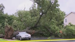 See it: storm causes large tree to topple onto cars in Queens
