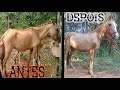 Antes e depois dos meus cavalos (NUNCA DESISTA)