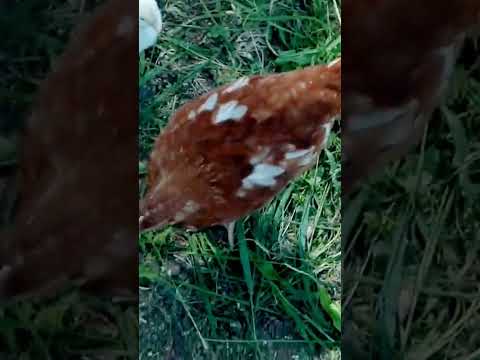 Держим куриц на дачном участке #деревня #рекомендации #огород #дача #сад #кура #курица #уход #цыпа