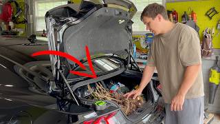 I just got lots of OLD Wisterias | Part 1
