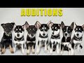 My Puppies will Audition to be my Next Dog!