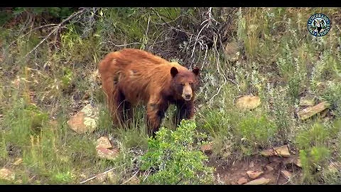 How to Purchase Leftover and Over-the-Counter Big-Game Licenses Online