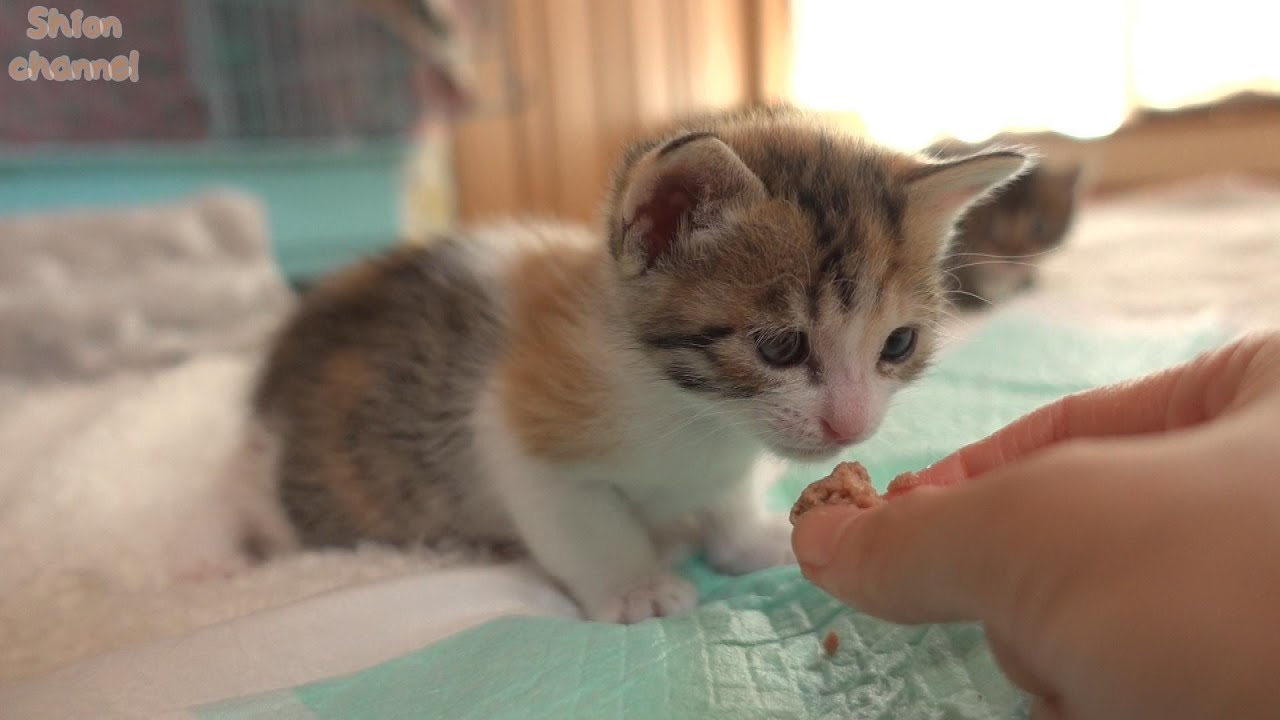 【生後26日】子猫が初めて離乳食を食べたらこうなりました…
