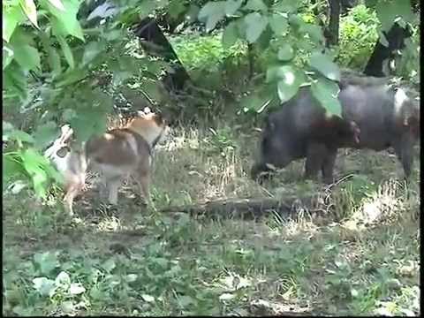 四国犬ケンタ、イノシシに挑む！ shikoku ken VS wild boar