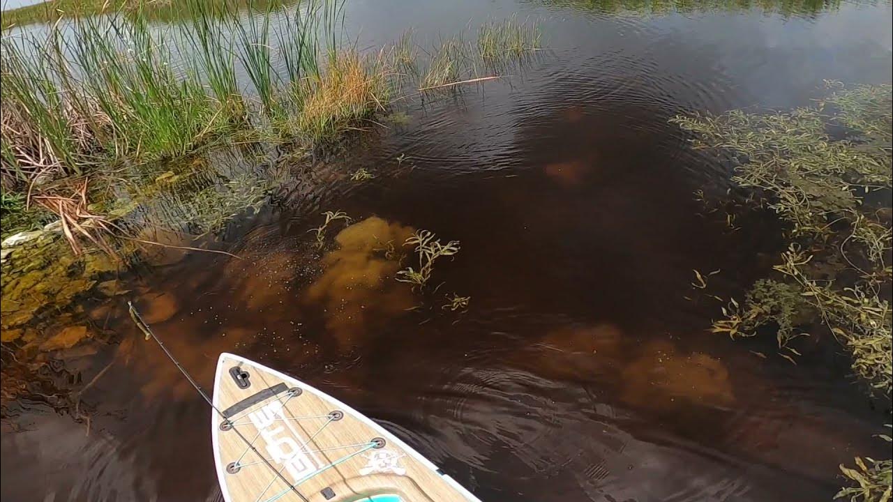 Gator Under Paddle Board. YouTube