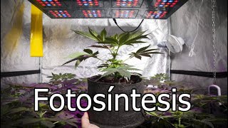 ¿QUÉ ES LA FOTOSÍNTESIS? | EL PROCESO QUE HACE QUE TU PLANTA CREZCA