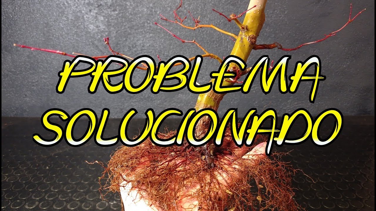 Trasplante de Acer Palmatum.