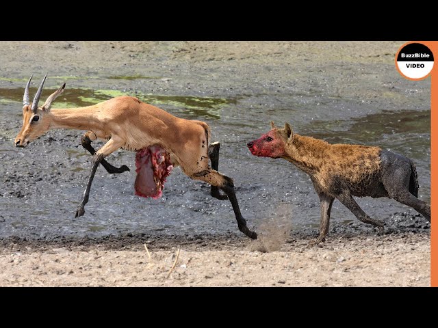Injured Impala Served On a Plate For Hyenas class=