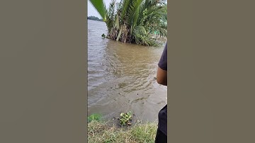 vô mồi mới câu tôm càng xanh sông vàm cỏ.No new bait to fish for crayfish, river and grass