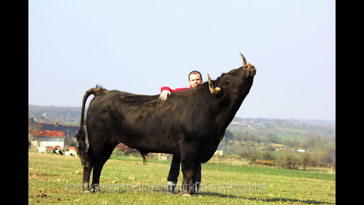 rencontre homme taureau