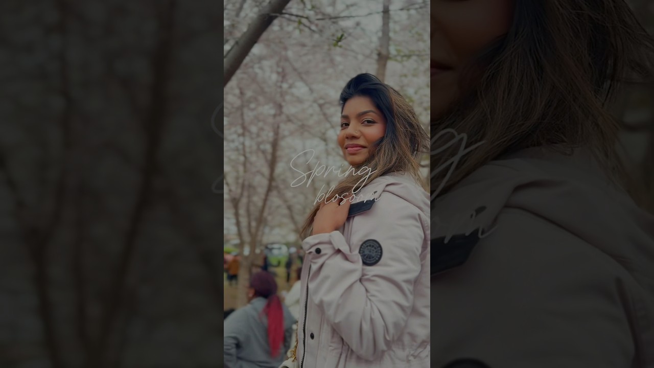 Cherry blossom in Toronto Canada