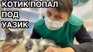 Спасение животных/ По котёнку проехал уазик/ Срочно летим в клинику