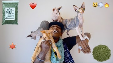 iAmMoshow - CatNip (Official Video)