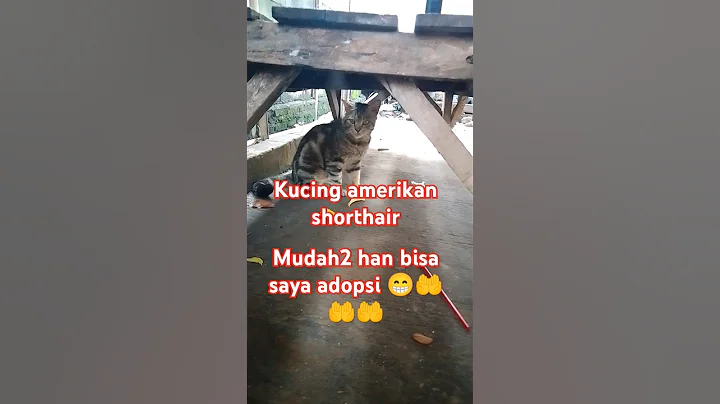 Video 5144571: kucing american shorthair, catlover kucing