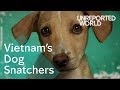Stealing pet dogs for meat in Vietnam | Unreported World