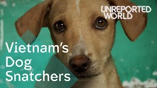 Stealing pet dogs for meat in Vietnam | Unreported World
