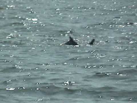 Chasing The Dolphins In Arabian Sea Goa Coco Beach You