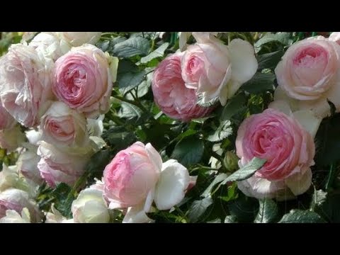 ПЛЕТИСТЫЕ КРУПНОЦВЕТКОВЫЕ РОЗЫ. РОЗА ИЗ СЕРИИ ROMANTICA, EDEN ROSE ...