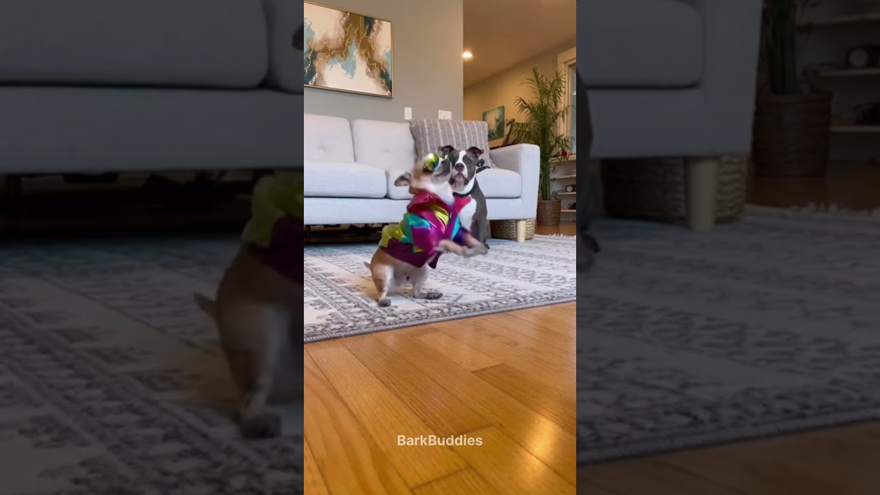 Funniest Dog Moments For Today, Chihuahua & Pit Bull 🐶 